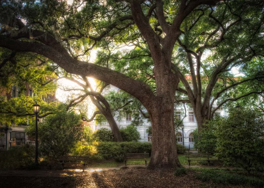 A photo of Wright Square in Savannah, Georgia, where the spirit of Alice Riley is said to still haunt.