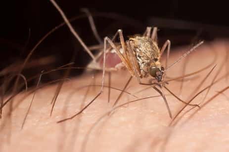 A Mosquito, which was the carrier of Yellow Fever in Savannah, causing many deaths.