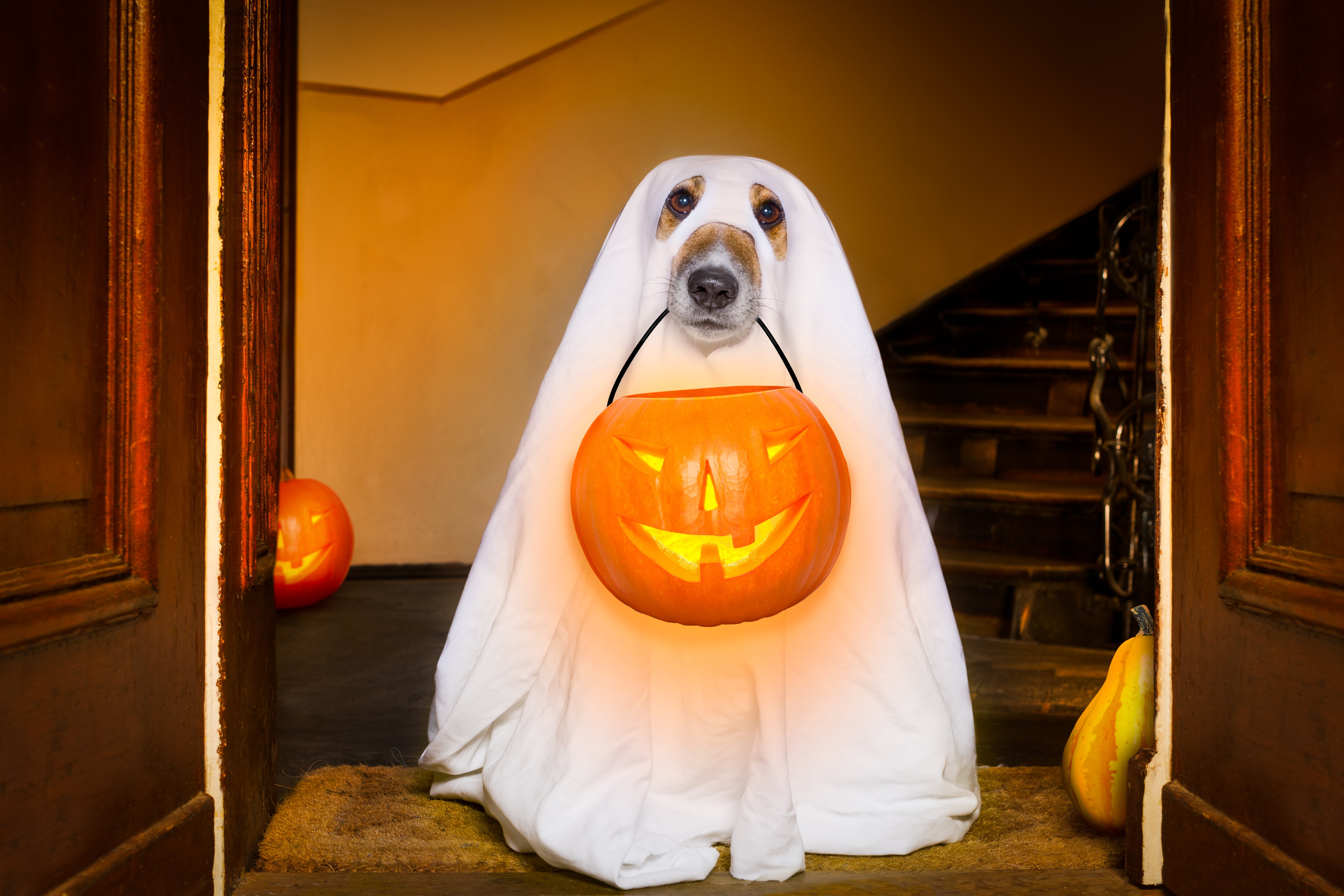 A Dog in a Ghost Costume