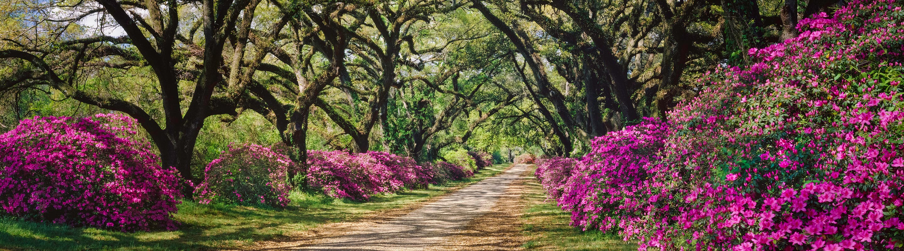 Un camino de tierra, como el que vivía Lavinia Fisher, en las afueras de Charleston.