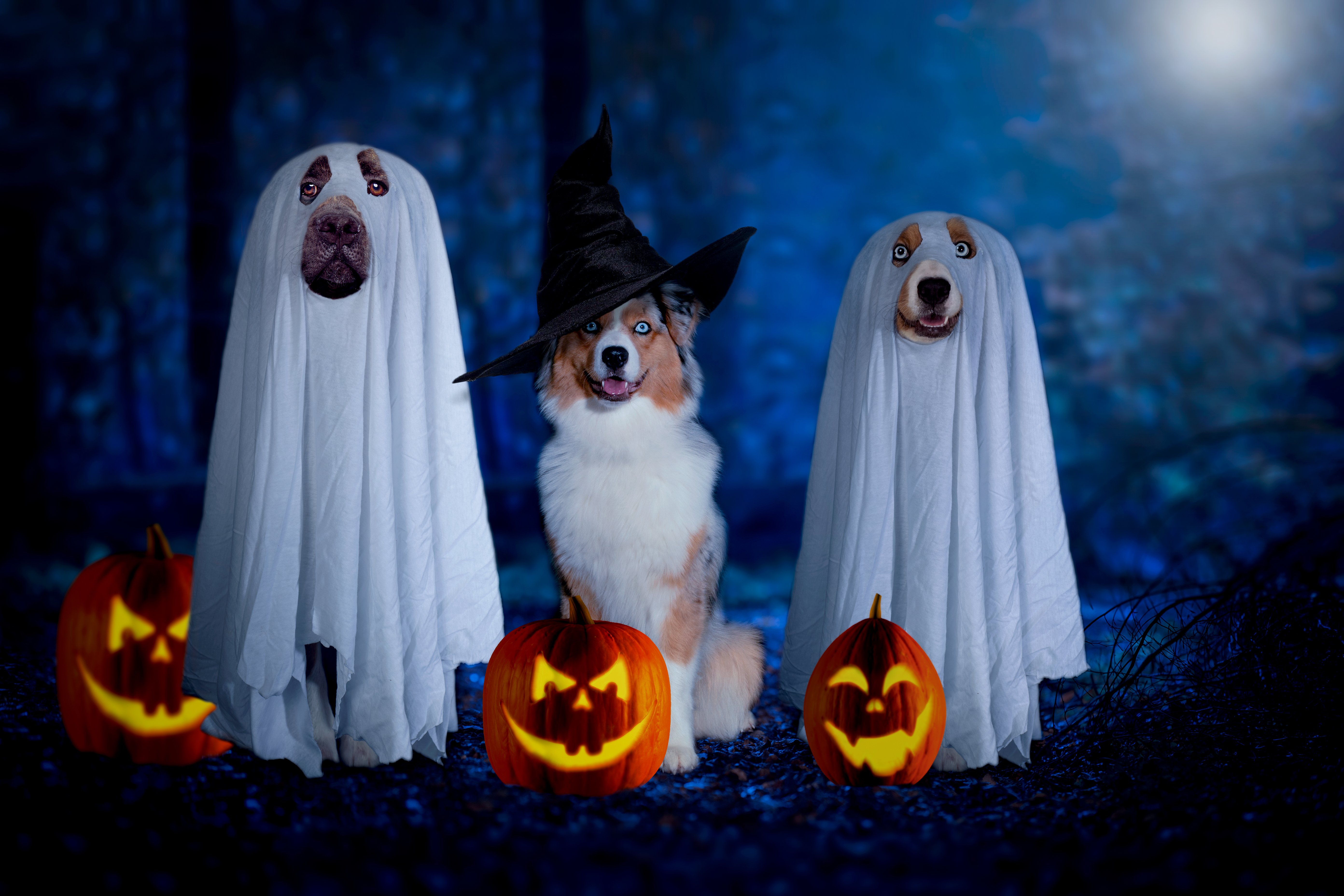 Dogs in Costume