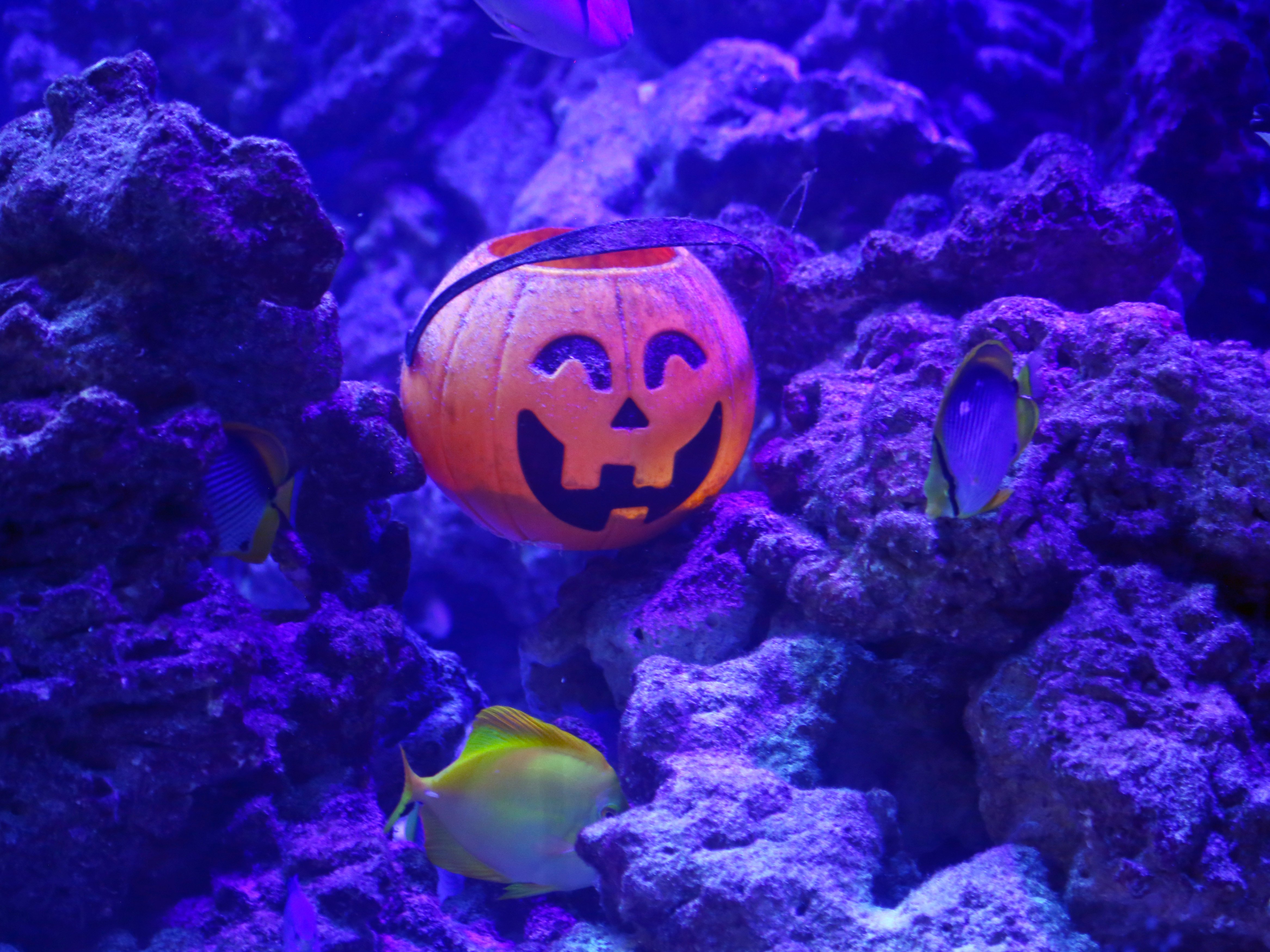 A Pumpkin Underwater
