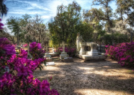 The blooming Azaleas in Bonaventure Cemetery, which are seen on our tours in the Spring